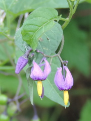 Nightshade