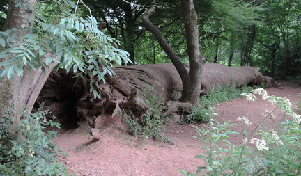 Fallen tree