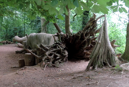 Fallen tree