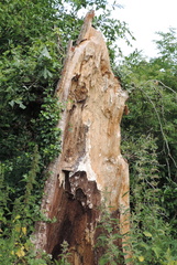 Split tree