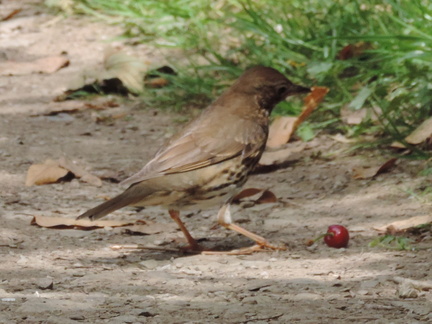 Bird