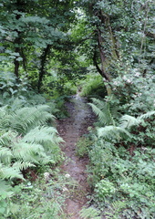 Stream