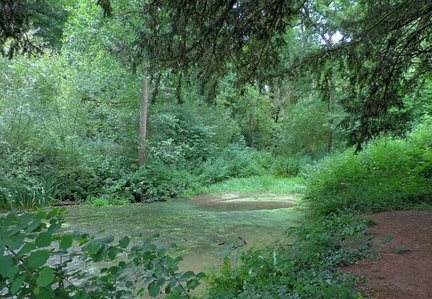 Pond