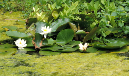 Lilies