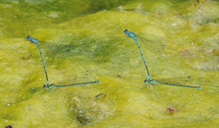 Damselflies