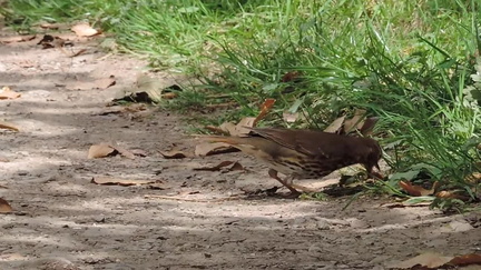 Bird