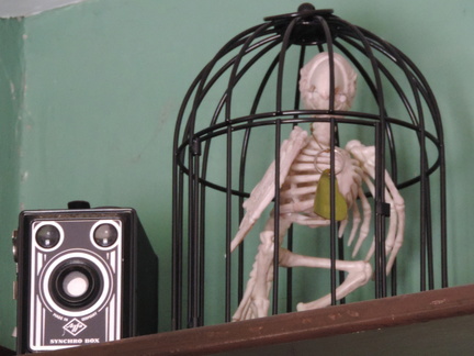 Bird skeleton