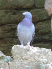 Pigeon