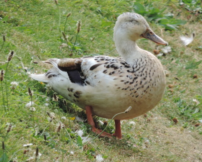 Duck