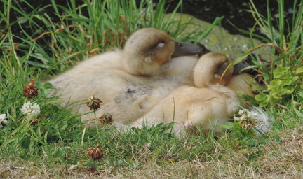 Ducklings