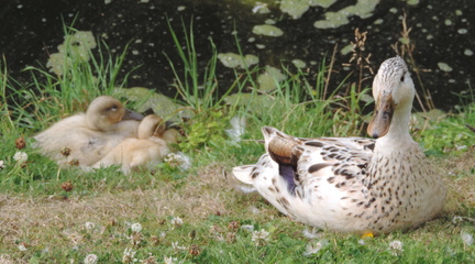 Ducks