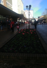 Poppy garden