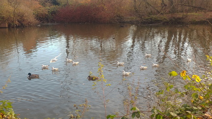 Waterbirds