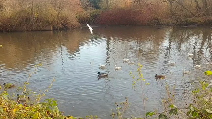 Waterfowl