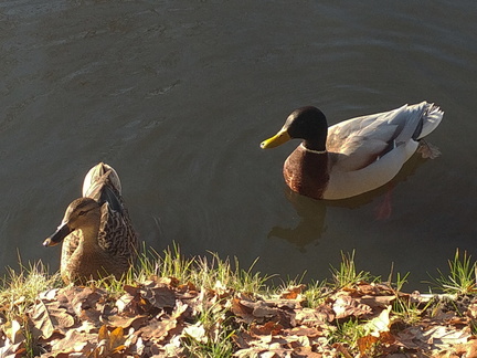 Ducks