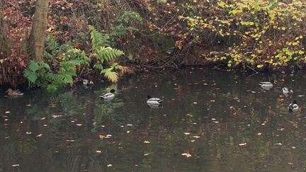 Ducks