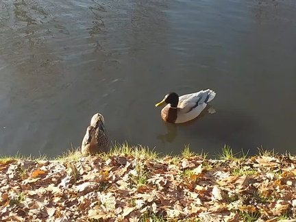 Ducks