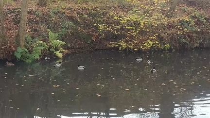 Ducks
