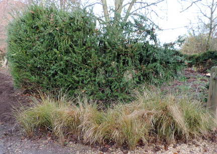 Bushes