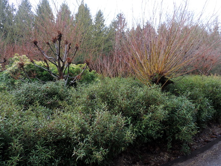 Bushes