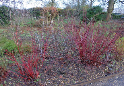 Red bushes