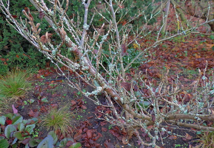 Lichen
