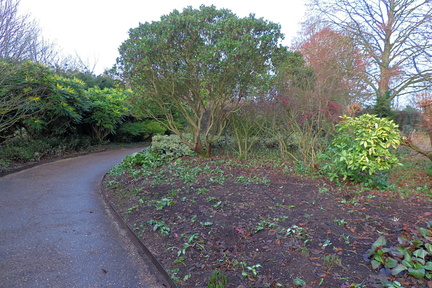 Trees