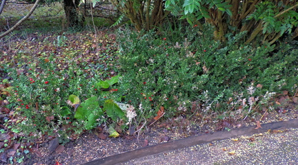 Berries
