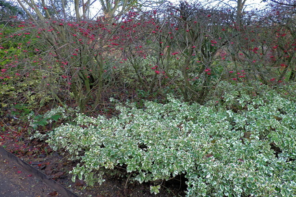 Bushes