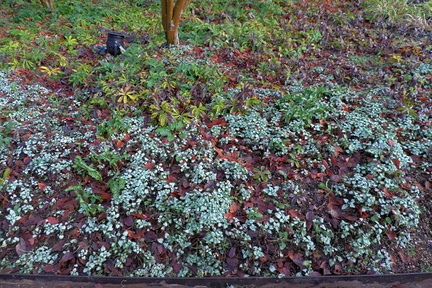 White leaves