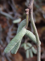 Catkins