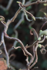 Branches