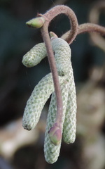 Catkins