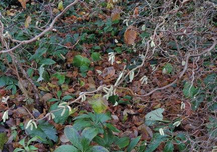 Branches