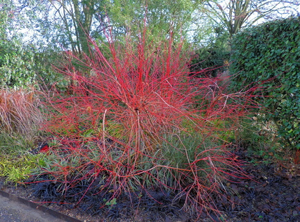 Red bush
