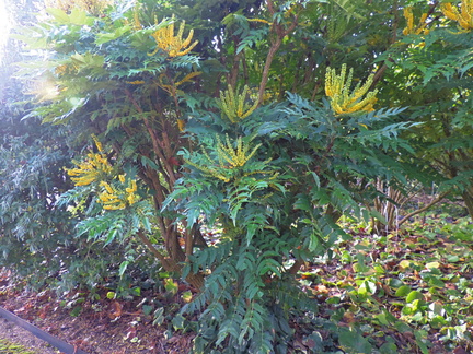 Flowering bushes