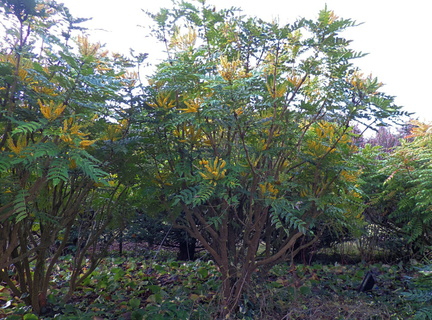 Flowering bushes