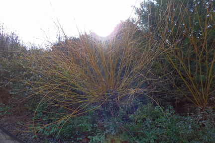 Yellow bushes