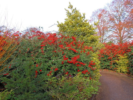 Colourful bushes