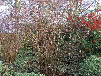 Bushes