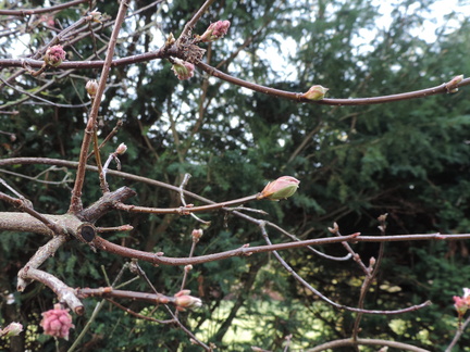 Buds