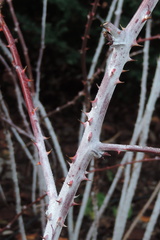Thorns