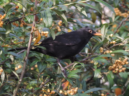 Blackbird