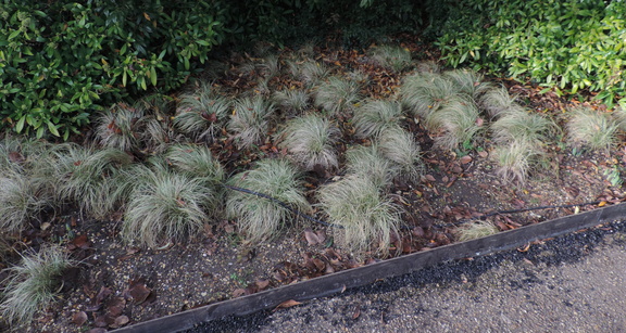 Grass clumps