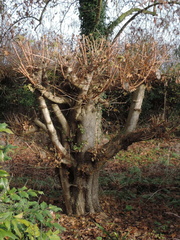 Pollarded tree