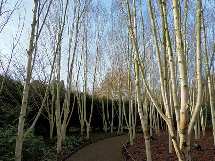 Birches
