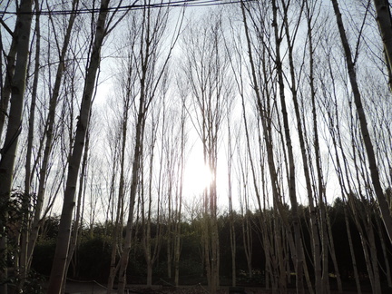 Birches