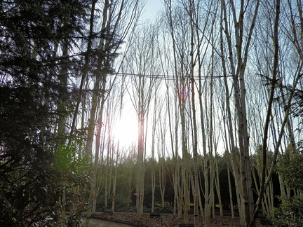 Birches