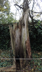 Hollow tree