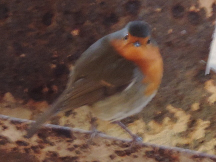 Robin